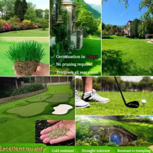 Hybrid Lawn Grass Seeds for Home Garden | Fast Growing Turf Grass | 100 Seeds (Pack of 1)